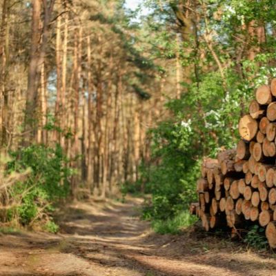 EU revises product scope, simplifies deforestation rules ahead of 2026 rollout EU revises product scope, simplifies deforestation rules ahead of 2026 rollout